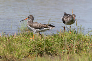 Chevalier gambette,
Tringa totanus, Common Redshank