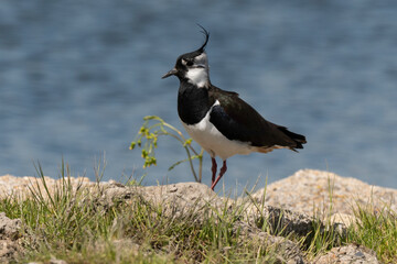 Vanneau huppé,.Vanellus vanellus, Northern Lapwing