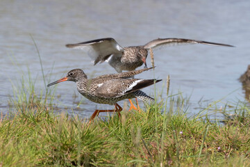 Chevalier gambette,
Tringa totanus, Common Redshank