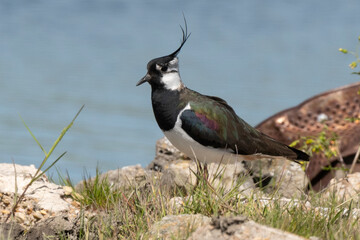 Vanneau huppé,.Vanellus vanellus, Northern Lapwing