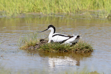 Avocette élégante, nid, Recurvirostra avosetta, Pied Avocet