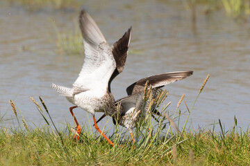 Chevalier gambette,
Tringa totanus, Common Redshank