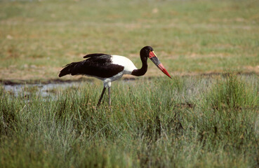 Jabiru d'Afrique.Ephippiorhynchus senegalensis, Saddle billed Stork, Afrique du Sud