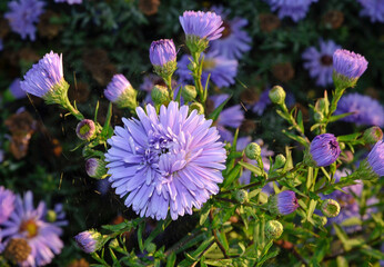 Fototapeta premium Aster dumosus 'Marie Ballard' , Aster nain
