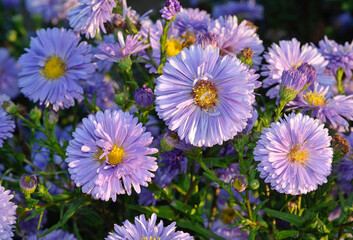 Obraz premium Aster dumosus 'Marie Ballard' , Aster nain