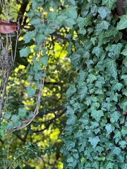 Background of green ivy with a shallow depth of field