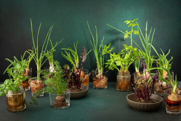 Growing from organic waste, sprouting carrots and beets at home, onions and celery and garlic, healthy and tasty vegetable haulm on the greens background