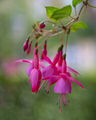 pink and white flowers