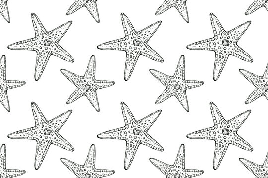 Seamless pattern in nautical style. Starfish on a white background. Hand drawn illustration in line art style. Drawn in black ink in sketch style. Design for packaging, textile, wallpaper