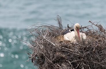 Brütende Störche an der Felsenküste in Portugal