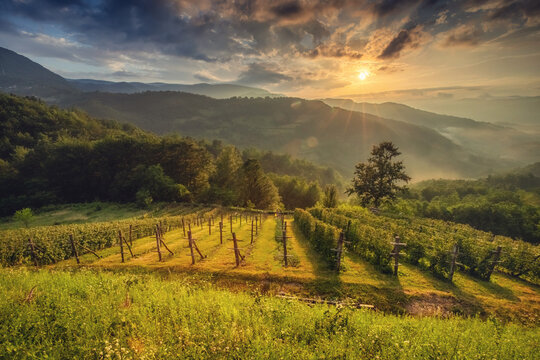Beautiful sunset view of a countryside winery in Europe, with grapevines stretching across green hills and the sky painted in warm hues.