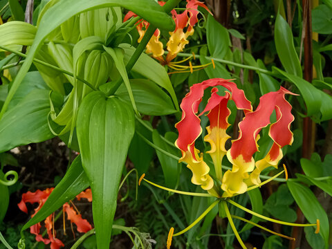 Fire lily, Flame lily, Gloriosa superba Plant of the Indian forest in Asia It is used as an alternative medicine
