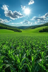 Fototapeta premium A vibrant green cornfield under a bright blue sky with scattered clouds, captured in a wideangle shot