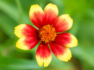 close up of a red flower