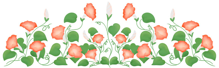 red morning glory row