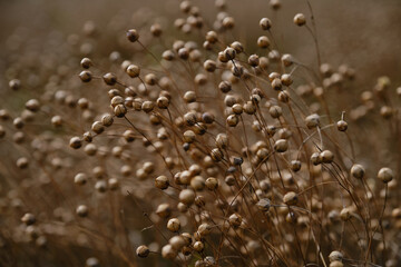 Agriculture field with linseed, flax, capsules contain linseed. Common flax seed pods growing in a summer. Seed capsules in a field.   Shallow depth of field. 
