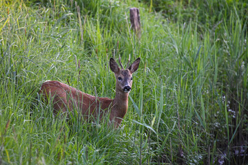 Ein Reh steht im Schilf an einem Wassergraben