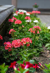 Naklejka premium Beautiful pink flowers in one of the gardens of the Presidential Palace, in Quito, Ecuador