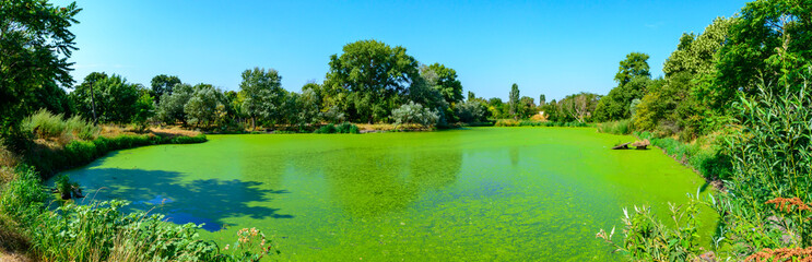 The serene landscape depicts a green lake with floating aquatic vegetation from Lemna and Wolffia,...