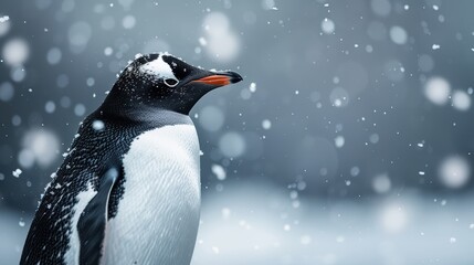 Fototapeta premium Close-Up of a Gentoo Penguin in Snowy Antarctic Landscape with Falling Snowflakes