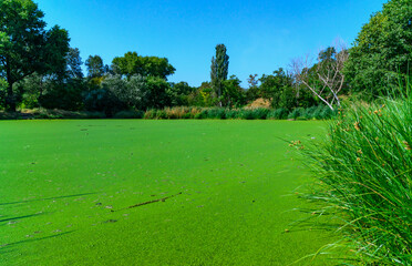 The serene landscape depicts a green lake with floating aquatic vegetation from Lemna and Wolffia, a park in Odessa