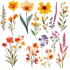 Watercolor Summer Flowers