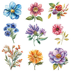 Watercolor Summer Flowers