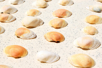 Modern background. Beautiful composition of seashells

