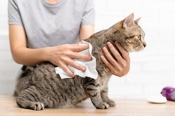 Brown tabby cat, Health care and basic pet cleanliness concept, Clean the cat by wiping the body and cat's ears, Women use wet wipes to clean cat fur and hair brush to remove the deteriorated pet fur © Ticha