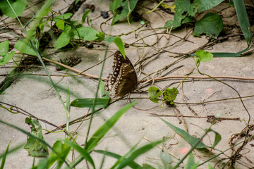butterfly