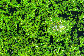A continuous layer of floating algae Lemna and Wolffia on the surface of a eutrophic lake, Ukraine