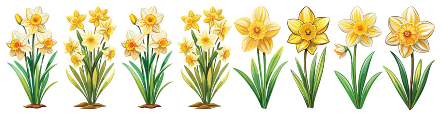 daffodil illustration, daffodil flower vector art, daffodil flower illustration, daffodil vector, 