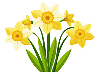 daffodils isolated on white background