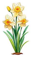 Obraz premium daffodil illustration, daffodil flower vector art, daffodil flower illustration, daffodil vector, daffodils isolated on white