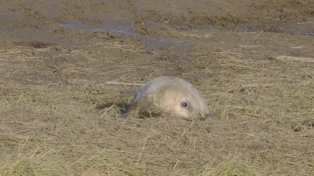 Atlantic Grey seal breed, newborn pups. Mothers nurture, stroke, bond. Seals in warm November sun, pups and moms play.