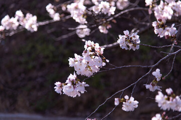 満開の桜
