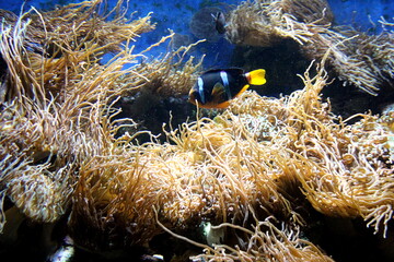 Large aquarium with algae and corals.