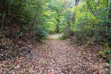 Obraz premium 山の中の道