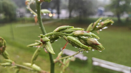raindrops on flower leaves, dewdrops on plants