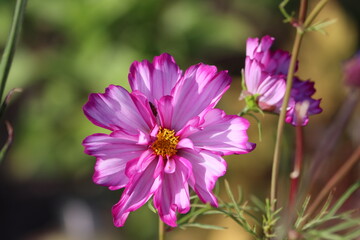 Sweden. Cosmos bipinnatus, commonly called the garden cosmos or Mexican aster, is a medium-sized flowering herbaceous plant in the daisy family Asteraceae, native to the Americas. 