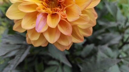 beautiful flowers on a flowerbed, flowers close-up
