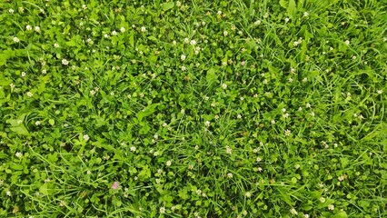 lots of green grass, grass in summer