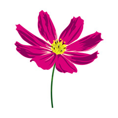 Small purple graceful cosmos flower isolated on white background. Vector