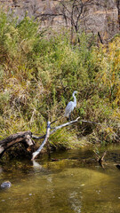 WHITE HERON ON A TREE BRANCH.