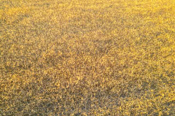 aerial drone view of a field of barley ripe for harvest in summer, textured background. Agriculture concept