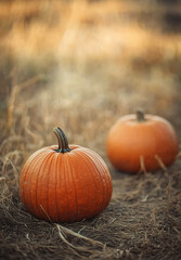 Pumpkins on the grass
