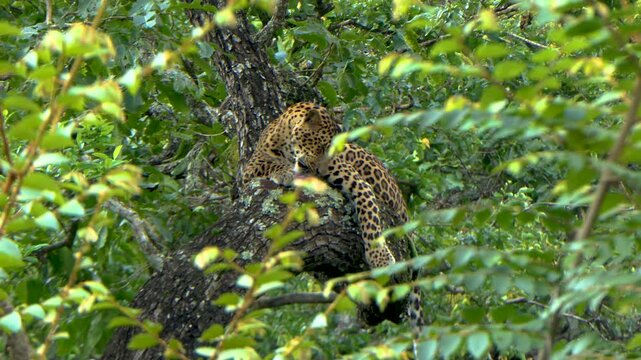 4K UHD video of a male leopard sitting on the branch of a tree licking its paws as a part of the cleaning process in the forest of Bandipur, Karnataka, India.