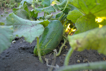 Obraz premium Fresh green cucumbers in the garden, natural background.