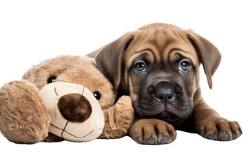 Obraz premium Cute Bordeaux puppy hugging a soft toy isolated on white background
