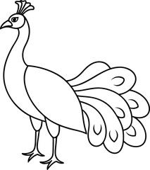 Peacock outline or line art silhouette vector illustration with smooth lines white background.